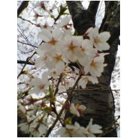 2008-04-04-10-19-sakura.jpg